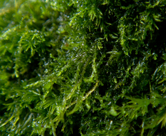 Cephaloziella