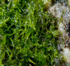 Cephaloziella