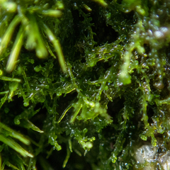 Cephaloziella