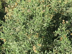 Tessaria absinthioides