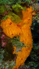 Placospherastra