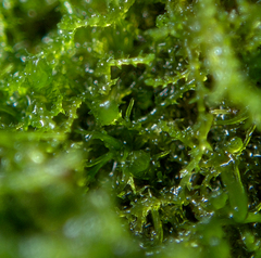 Cephaloziella