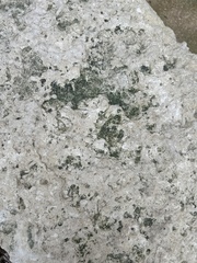 Dermatocarpon miniatum