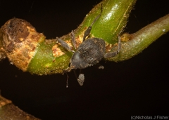 Onidistus araneus