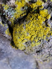 Candelariaceae