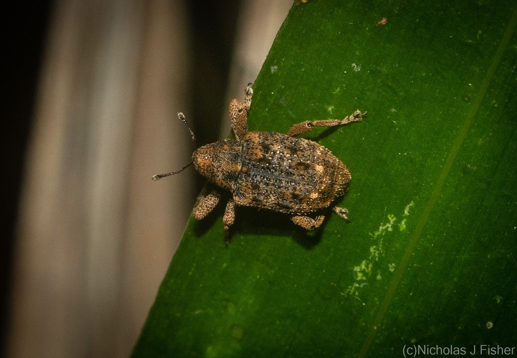 Episodiocis