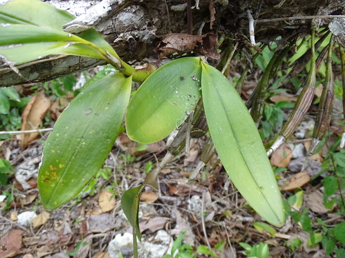 Image of Epidendrum stamfordianum by (c) Alexis López Hernández, some rights reserved (CC BY)