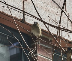 Passer domesticus