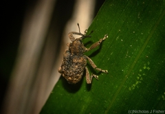 Episodiocis inconstans