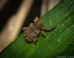 Episodiocis inconstans