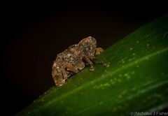 Episodiocis inconstans