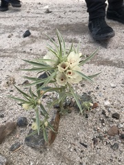 Mohavea confertiflora