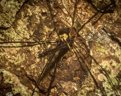 Neopantopsalis pentheter