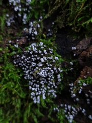 Physarum leucophaeum