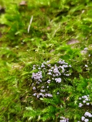 Physarum leucophaeum