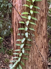 Freycinetia scandens