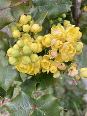 Berberis pinnata