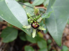 Passiflora itzensis