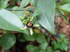Passiflora itzensis
