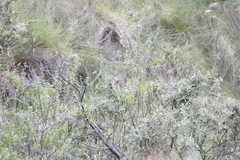 Syncolostemon