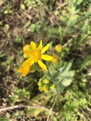 Senecio ampullaceus