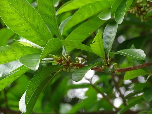 Image of Lucuma campechiana by (c) Alexis López Hernández, some rights reserved (CC BY)