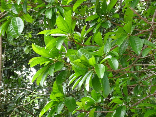 Image of Lucuma campechiana by (c) Alexis López Hernández, some rights reserved (CC BY)