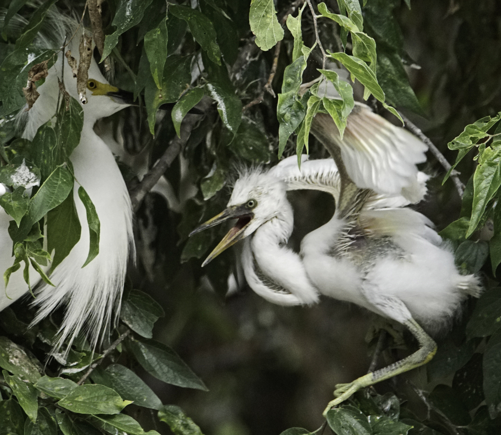 Snowy Egret from Brackenridge Park Joske Pavilion, San Antonio, TX