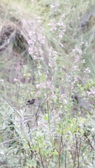 Syncolostemon