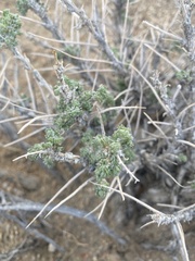 Artemisia spinescens