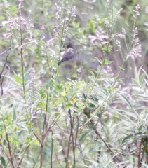 Syncolostemon