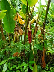 Heliconia mariae