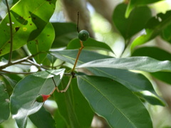 Damburneya salicifolia