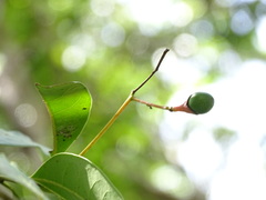 Damburneya salicifolia