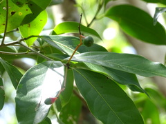Damburneya salicifolia