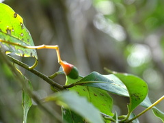 Damburneya salicifolia