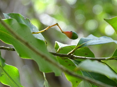 Damburneya salicifolia
