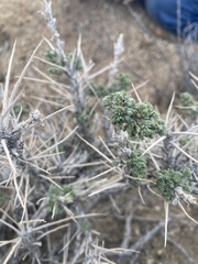 Artemisia spinescens