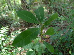 Damburneya salicifolia