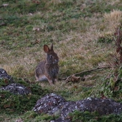 Sylvilagus andinus