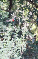 Syncolostemon