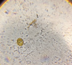 Dinoflagellata