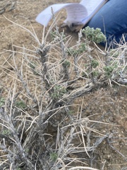 Artemisia spinescens