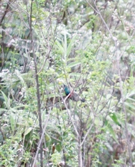 Syncolostemon