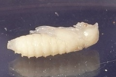 Placosternus difficilis