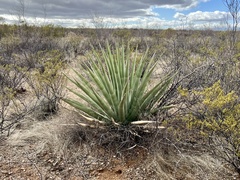 Agave palmeri