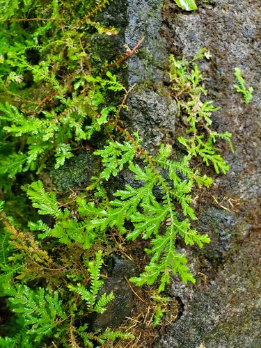 Selaginella erythropus, 2023-02-22