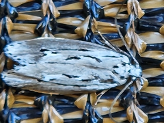 Ethmia discostrigella