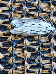 Ethmia discostrigella