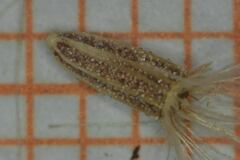 Sinclairia glabra